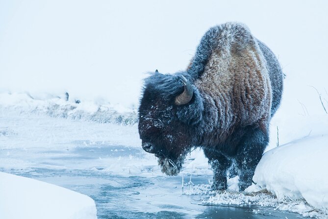Yellowstone Winter Wildlife Safari From Paradise Valley - Group Size and Accessibility