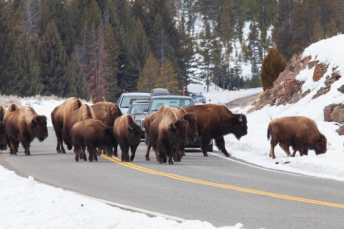 Yellowstone Winter Wildlife Safari From Paradise Valley - Booking and Pricing Details