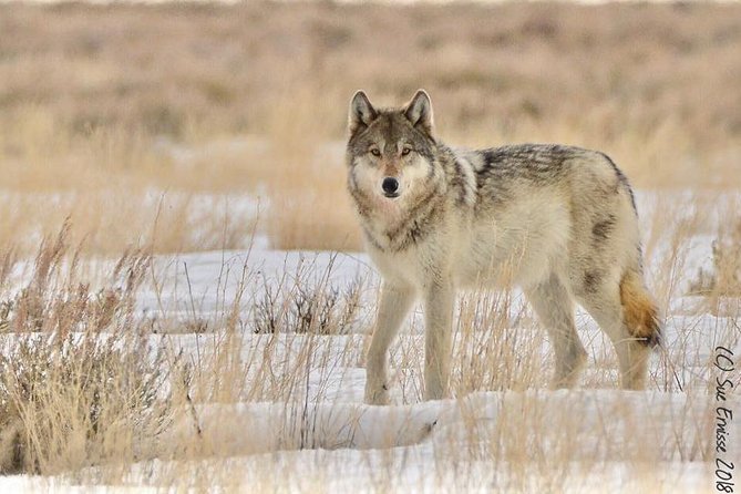 Yellowstone Wolves and Winter 4day/3night Adventure From Montana - Taking in Wintry Landscapes