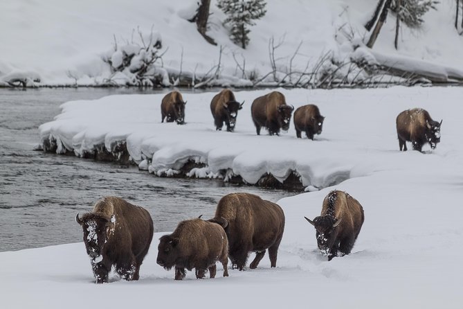 Yellowstone Wolves and Winter 4day/3night Adventure From Montana - Experiencing Guided Adventure Tours
