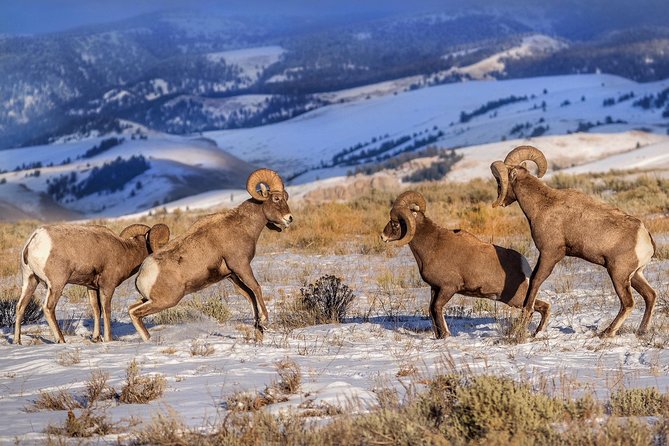 Yellowstone Wolves and Winter 4day/3night Adventure From Montana - Enjoying Comfortable Accommodations