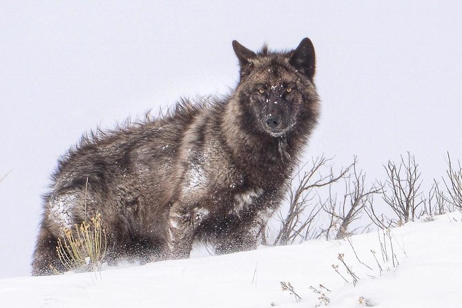Yellowstone Wolves and Winter 4day/3night Adventure From Montana - Preparing for the Journey