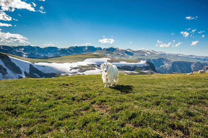 Yellowstone's Lamar Valley & Picnic Private Tour + Wildlife Guide - An In-Depth Look at the Tour Experience