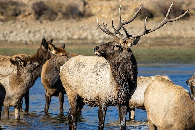 Yellowstone's Lamar Valley & Picnic Private Tour + Wildlife Guide - FAQ