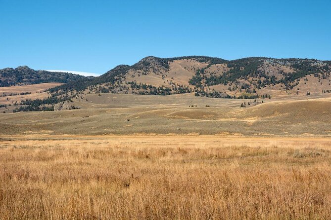 Yellowstones Lamar Valley Wildlife Safari From Paradise Valley - Key Points