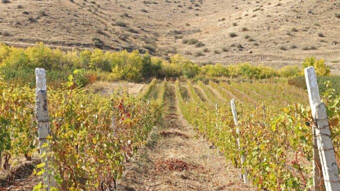 Yerevan: Khor Virap Day Trip With Mount Ararat Wine Tasting - Why Choose This Tour