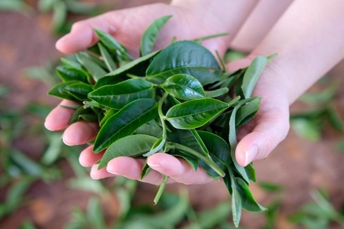 Yilan Rural Tea Picking Experience From Taipei City - Traditional Taiwanese Lunch