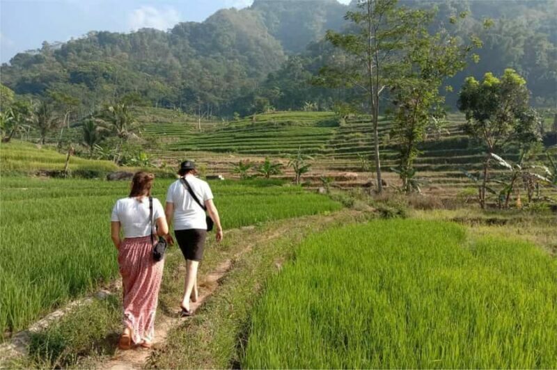 Yogyakarta: Borobudur Climb-up & Selogriyo Paddy Field Tour - Key Points