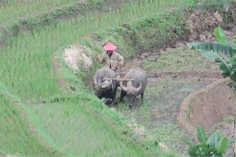 Yogyakarta: Borobudur Climb-up & Selogriyo Paddy Field Tour - Who Would Really Enjoy This Tour?