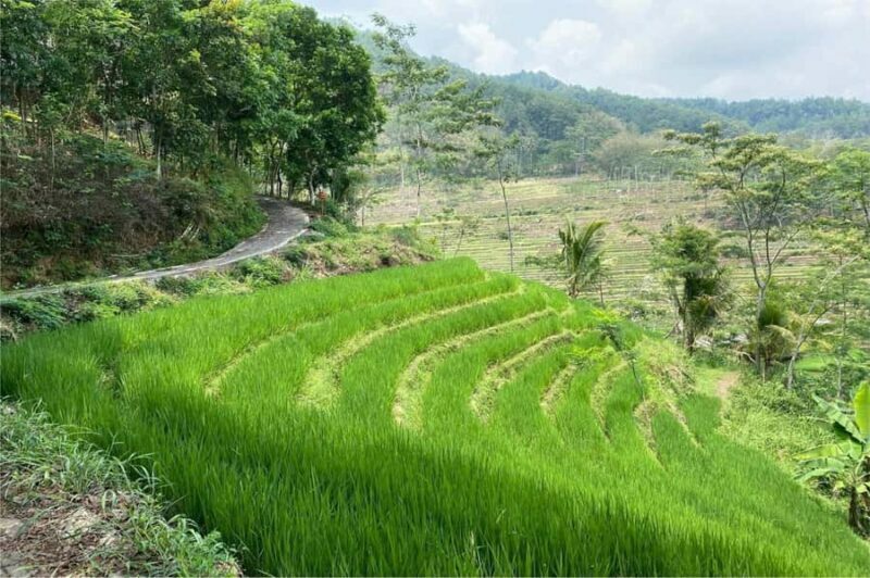 Yogyakarta: Borobudur Climb-up & Selogriyo Paddy Field Tour - The Sum Up