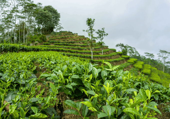 Yogyakarta: Borobudur, Prambanan & Java Nature Exploration - Frequently Asked Questions