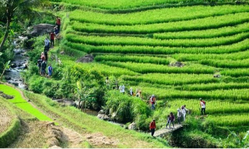 Yogyakarta Rice Terraces Hike and Kedungkayang Waterfall - A Deep Dive into the Experience