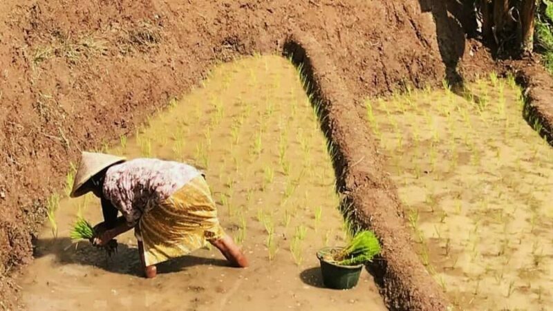 Yogyakarta: Selogriyo Temple and Rice Terrace Soft Trekking - Introduction
