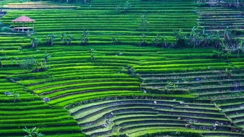 Yogyakarta: Selogriyo Temple and Rice Terrace Soft Trekking - Key Points