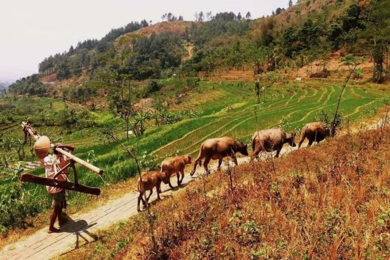 Yogyakarta: Selogriyo Temple and Rice Terrace Soft Trekking - Authenticity and Cultural Connection