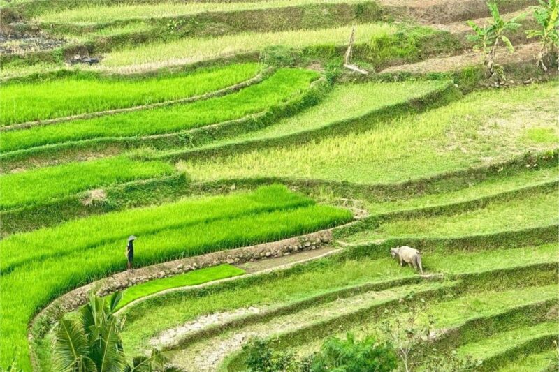 Yogyakarta: Selogriyo Temple, Rice Terraces & Waterfall Tour - Key Points