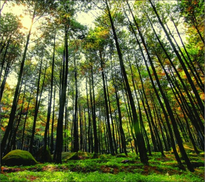 Yogyakarta: Tembelan Canyon, Pine Forest, and Timang Beach - Optional Lobster Lunch