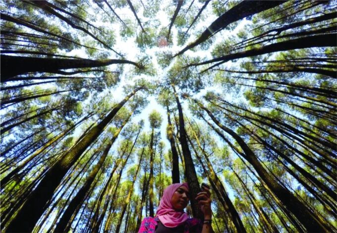 Yogyakarta: Tembelan Canyon, Pine Forest, and Timang Beach - Inclusions and Exclusions
