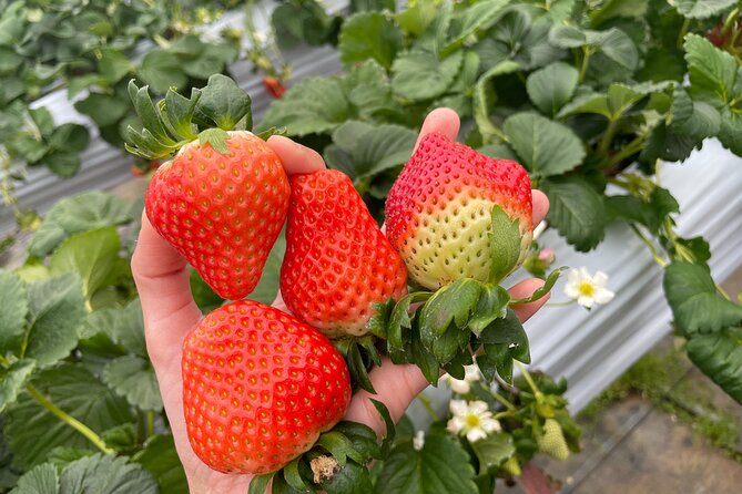 YokaBus 2 Hour Strawberry Feast Healthy Lunch Sakura Dyeing Tour - Strawberry Feast Experience
