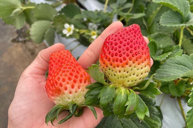 YokaBus 2 Hour Strawberry Feast Healthy Lunch Sakura Dyeing Tour - Sakura Dyeing Activity