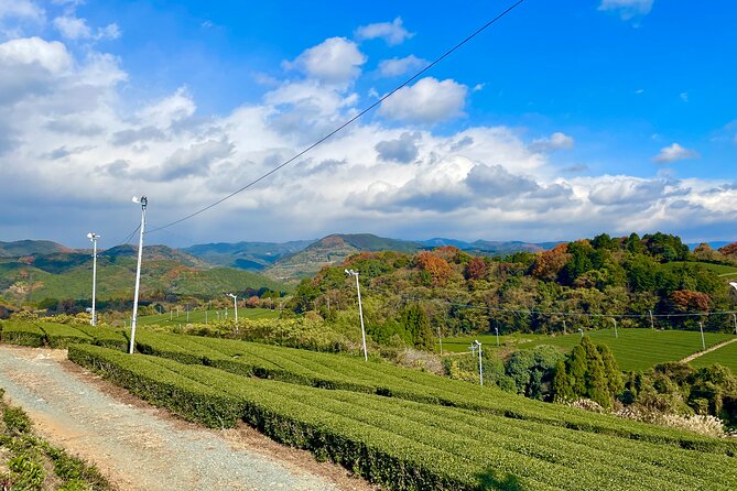YokaBus A Day in Tea Fields Yame and Yanagawa River Boat - Important Considerations