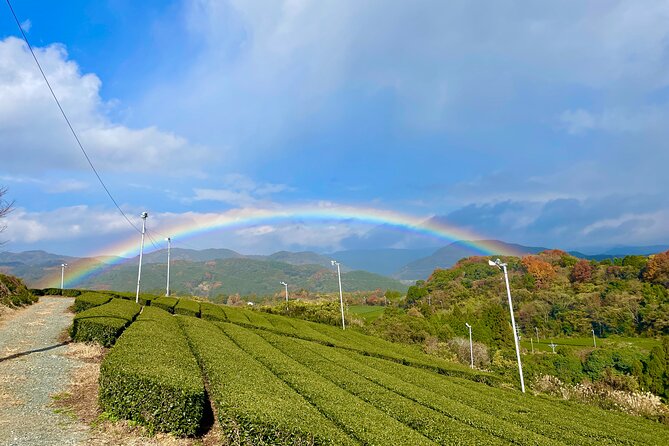 YokaBus Heritage in a Cup of a Yame Tea & Sake Tasting Expedition - Savoring the Culinary Delights