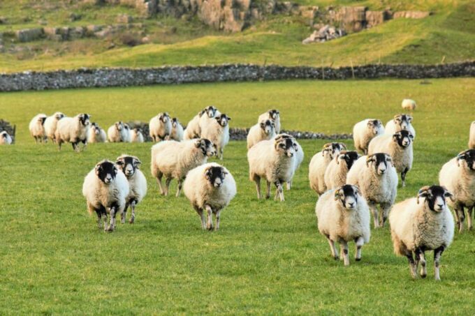 York: All Creatures Great and Small Yorkshire Dales Tour - Grassington (Darrowby Village)