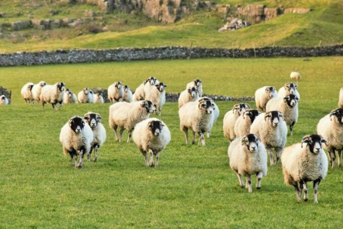 York: All Creatures Great and Small Yorkshire Dales Tour - Hawes (Darrowby Locations)