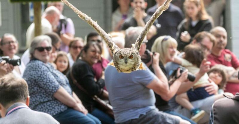 York: Entry to York Bird of Prey Centre - Key Points