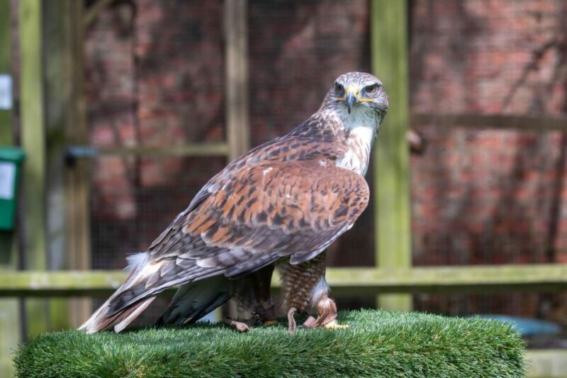 York: Entry to York Bird of Prey Centre - Interactive Flying Shows