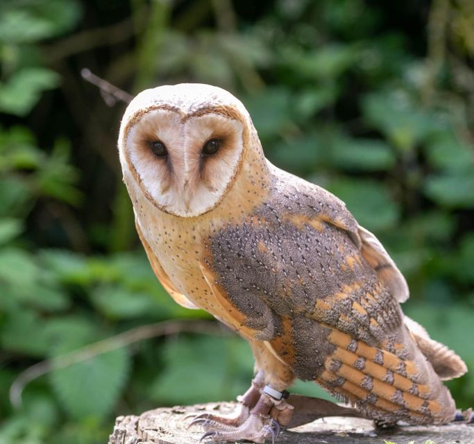 York: Entry to York Bird of Prey Centre - Onsite Facilities