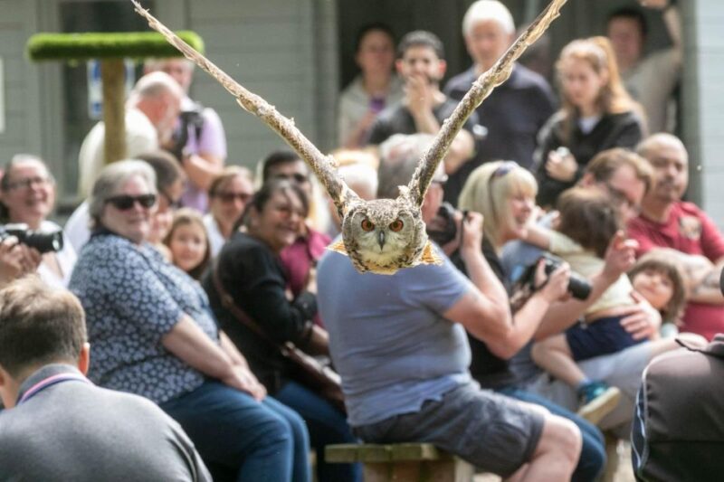 York: Entry to York Bird of Prey Centre - Booking and Pricing