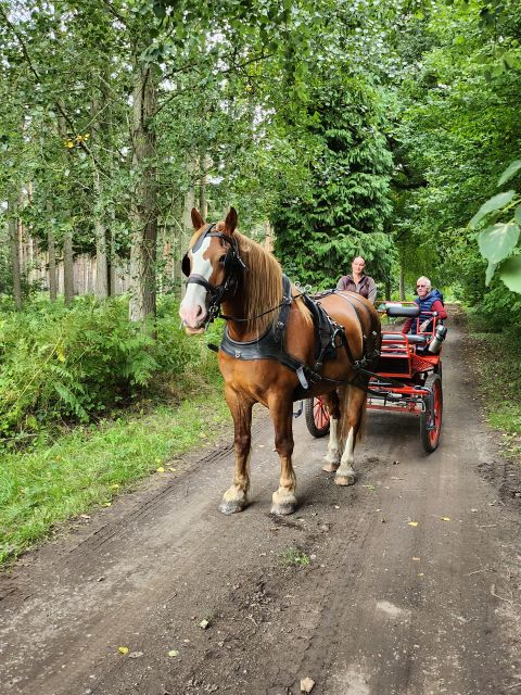 York: Horse Drawn Carriage Ride Around the Countryside York - Wildlife Sightings