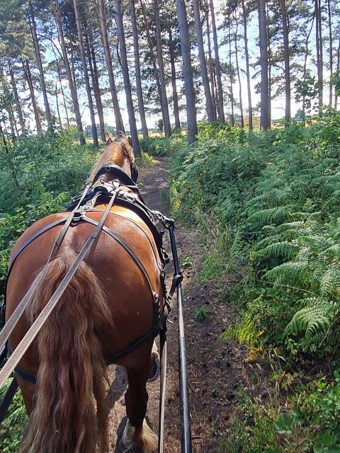 York: Horse Drawn Carriage Ride Around the Countryside York - Private Grounds Exploration