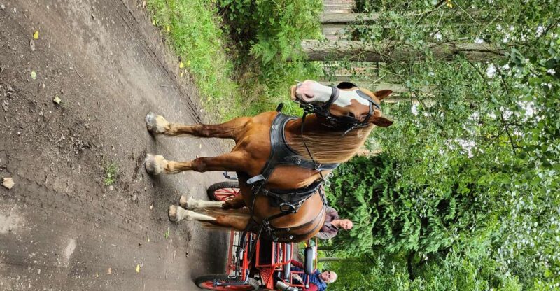 York: Horse Drawn Carriage Ride Around the Countryside York - Recap