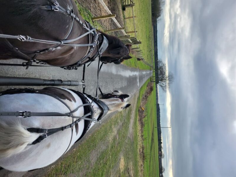 York: Horse Drawn Carriage Ride & Cream Tea - Key Points