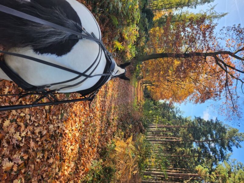 York: Horse Drawn Carriage Ride & Cream Tea - Recap