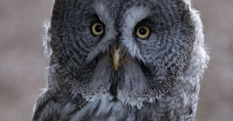 York: York Bird of Prey Centre Entry Ticket - Key Points