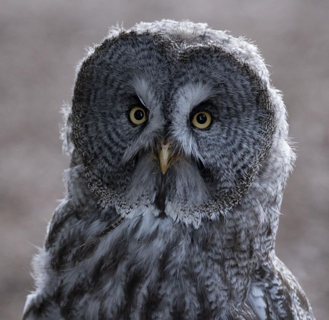 York: York Bird of Prey Centre Entry Ticket - Ticket Pricing and Booking Flexibility