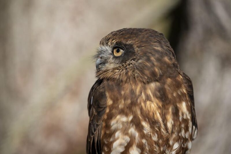 York: York Bird of Prey Centre Entry Ticket - Hands-On Experiences With Birds of Prey