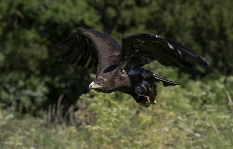 York: York Bird of Prey Centre Entry Ticket - Captivating Bird Flying Shows
