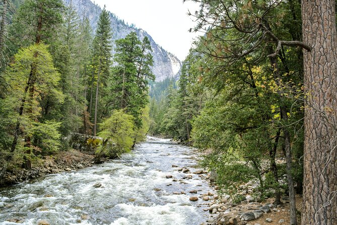 Yosemite Adventure: Full-Day Private Tour From San Francisco - Tour Highlights: Vegetation