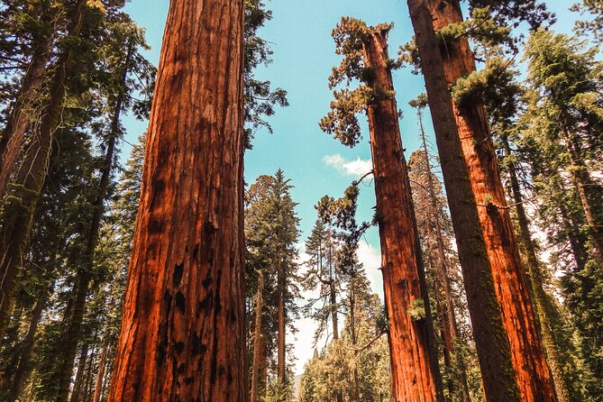 Yosemite and Giant Sequoias Day Tour - Inclusions