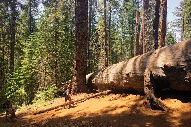 Yosemite and Giant Sequoias Day Tour - Tour Itinerary