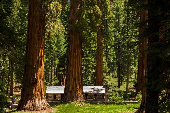 Yosemite Full Day Small Group High Country / Mariposa Tour - Key Points