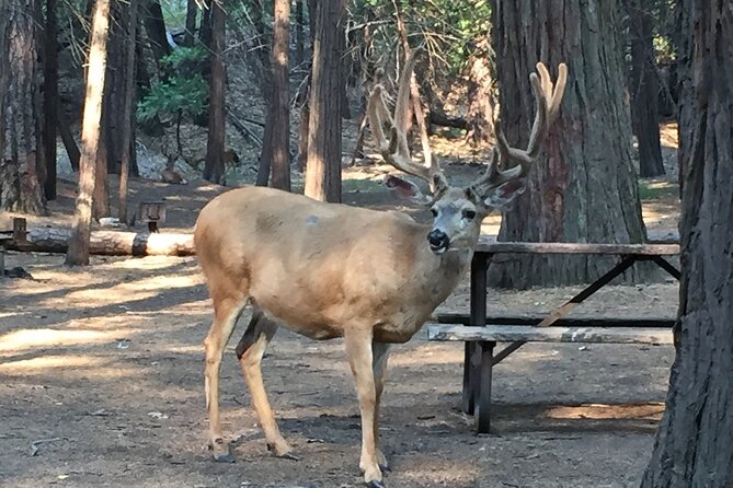 Yosemite Highlights Small Group Tour - Lunch and Refreshment Options