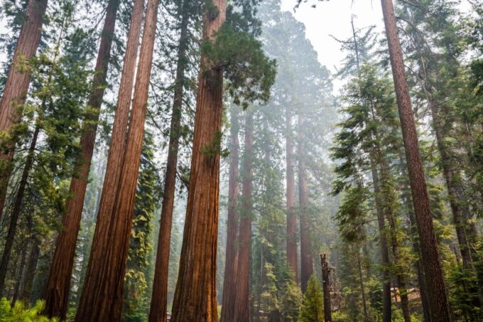 Yosemite National Park: App-Based Audio Guided Driving Route - Booking and Cancellation Policy