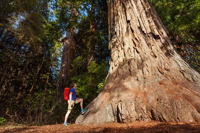 Yosemite National Park & Giant Sequoias 3-Day Semi-Guided Tour (No Accom) - Tour Conditions and Reviews