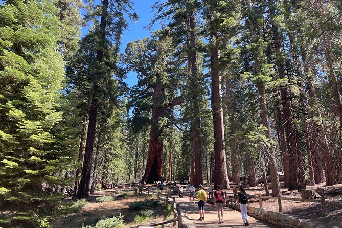 Yosemite National Park & Sequoias Private Tour From San Francisco - Inclusions
