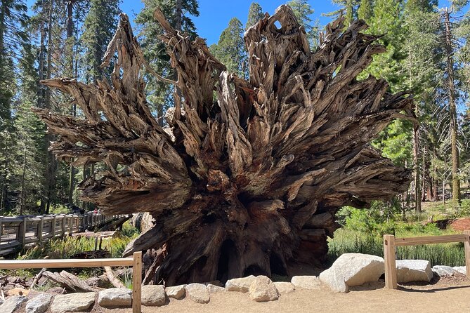 Yosemite National Park & Sequoias Private Tour From San Francisco - Witnessing the Giant Sequoias